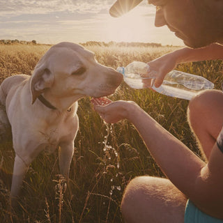 Dog drinking from bottle hydration tips